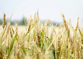 Verbouwing winkel Struytse Hoeck