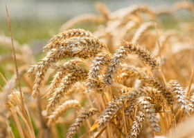 Meesterbakker Voskamp introduceert Nedertarwe