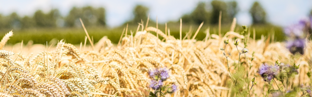 Meesterbakker Voskamp introduceert Nedertarwe
